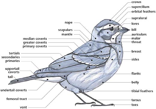 Parts of a Bird: Feather Areas - Avian Report