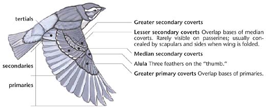 Sluggin' Along: The Vault: Passerine Birds - Blue Jay