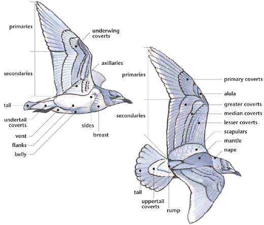 bird head anatomy