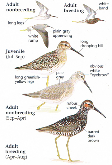 stilt sandpiper winter