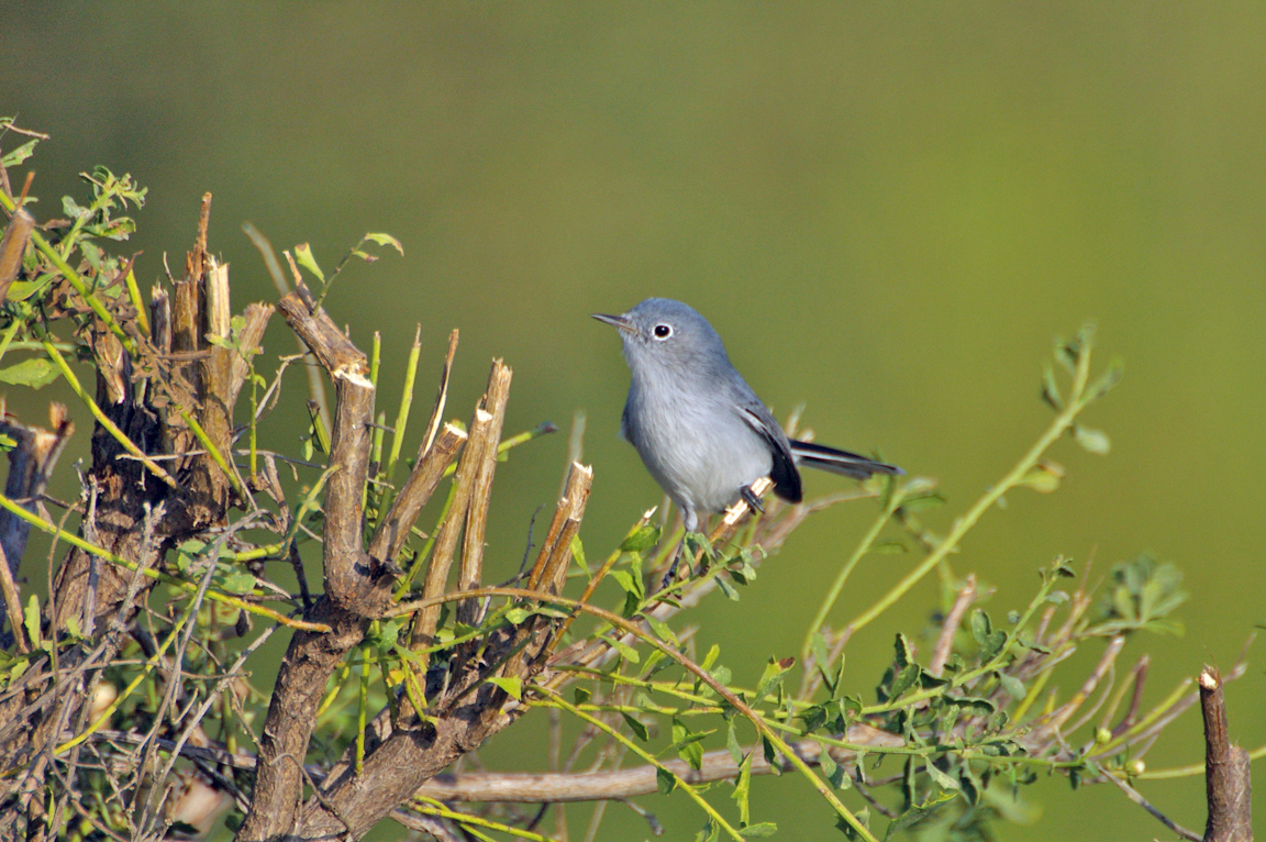 The blue-gray gnatcatcher is a pretty bird, Kpcnews