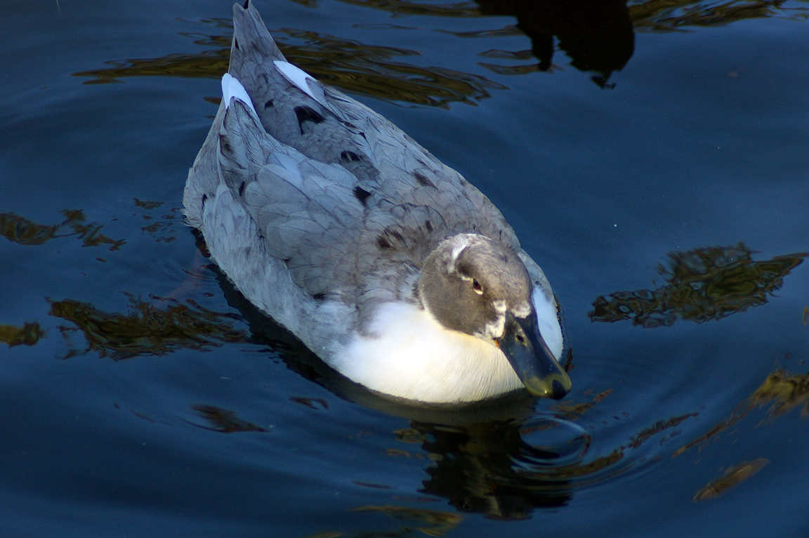 blue swedish duck
