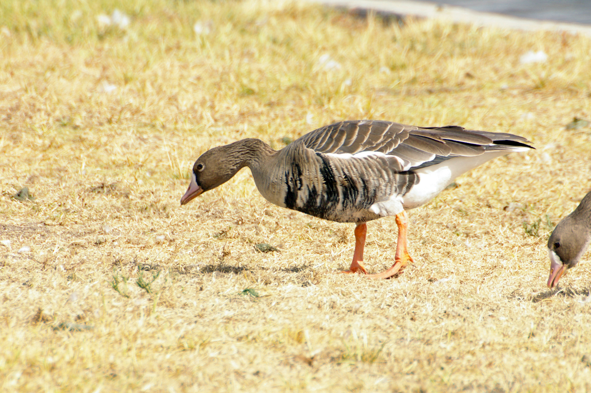Greater White-fronted Goose Identification, All About Birds