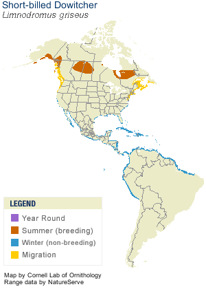 Spotted_Sandpiper_AllAm